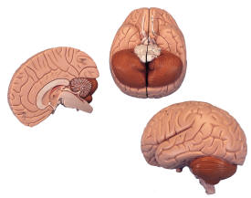 HUMAN BRAIN, 2 PART